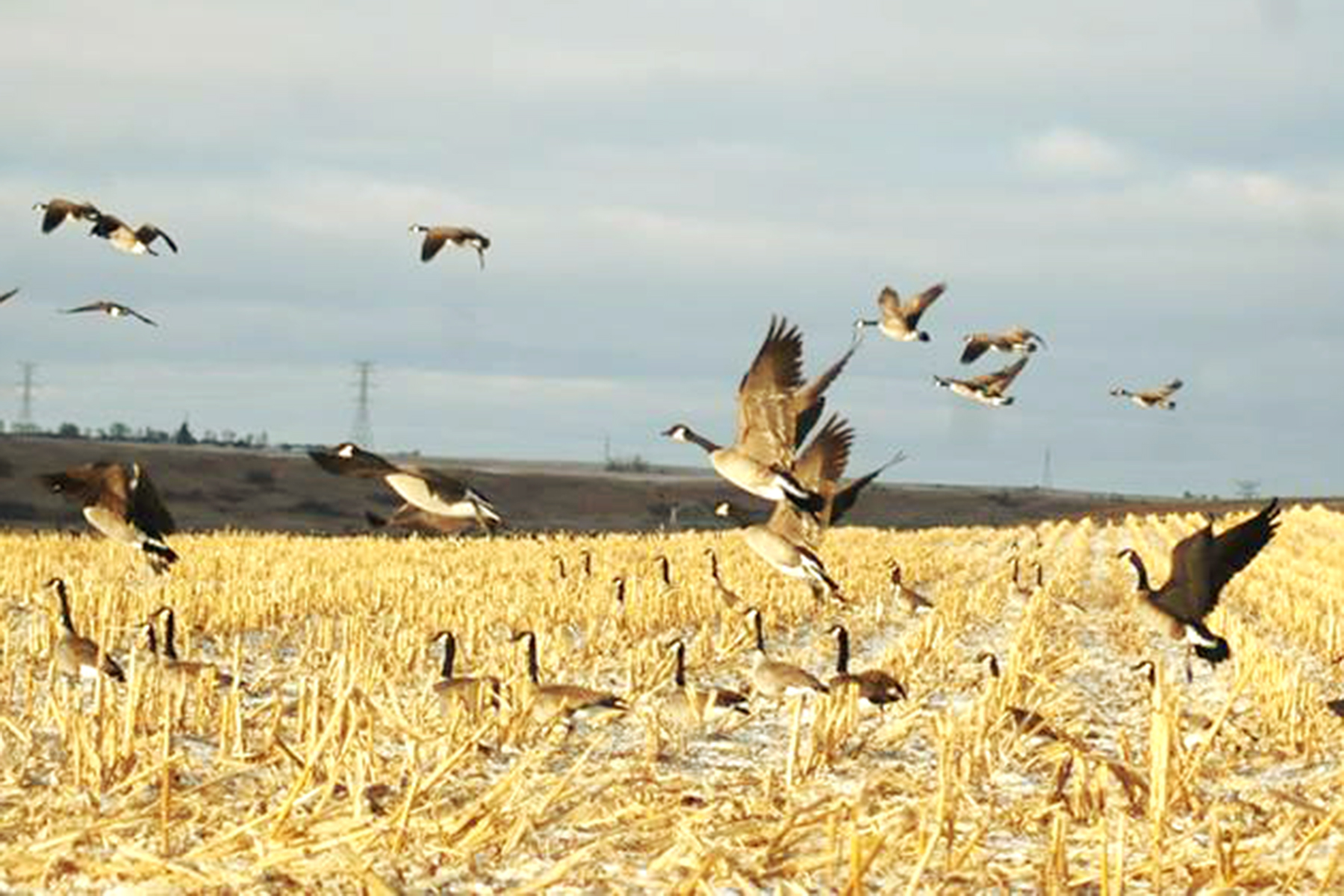 A flock of geese taking flight in a corn field near Washburn ND